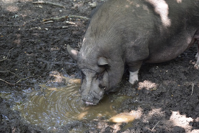 内世锦赛 内世锦赛